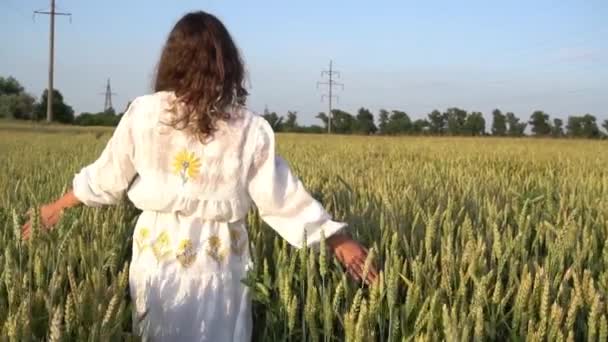 Slow Motion Female Hand Touching Wheat — Stockvideo