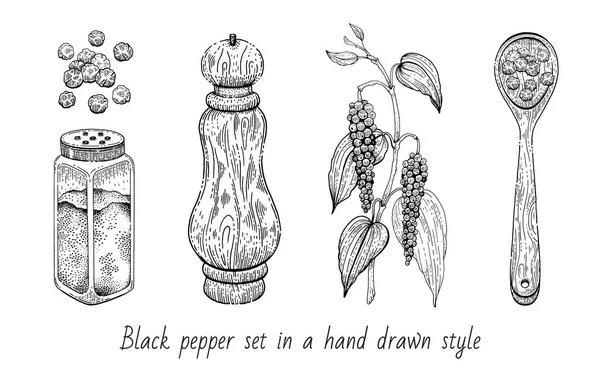 Zwarte Peper Vector Illustratie Peperkorenkruid Vintage Schets Met Plantenblad Molen — Stockvector