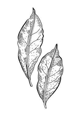 Bay leaf skeci. Laurel ağacı illüstrasyonu. El çizimi vektör santrali. Klasik bitki çizimi. Yemek ikonu. İşleme yaprakları. Siyah çizgili oyma sanatı. Retro aromatik defne yaprağı çizimi