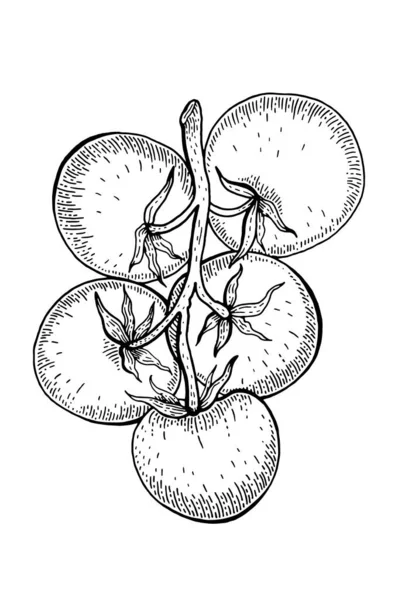 Esboço Tomate Vetor Vintage Cereja Tomate Mão Desenhada Linha Ilustração —  Vetores de Stock