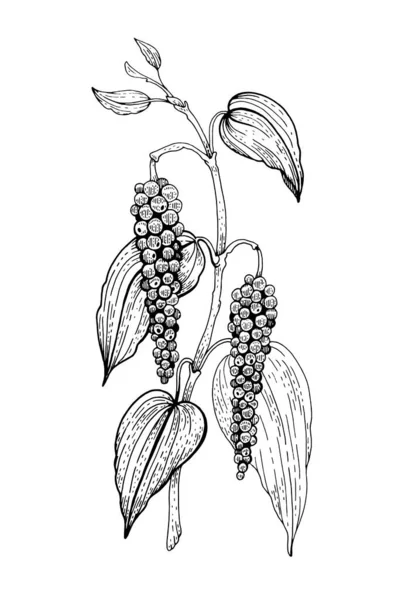 Zwarte Peper Plant Vector Peppercorn Vintage Illustratie Spice Sketch Lijn — Stockvector
