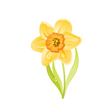 Narcissus Daffodil çiçeği, çiçek ikonu. Gerçekçi çizgi film sevimli çiçek, bahar, yaz bahçesi sembolü. Tebrik kartı, tişört baskısı, dekorasyon tasarımı için vektör çizimi. Beyazda izole edilmiş