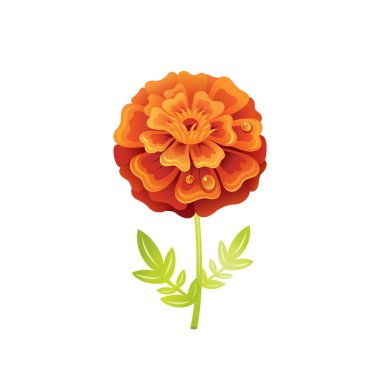 Marigold çiçeği, çiçek ikonu. Gerçekçi çizgi film sevimli çiçek, sonbahar, yaz bahçesi sembolü. Tebrik kartı, tişört baskısı, dekorasyon tasarımı için vektör çizimi. Beyaz arkaplanda izole