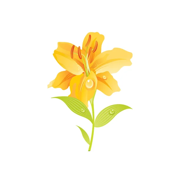 Lilienblüte Florales Symbol Realistische Karikatur Niedliche Pflanzenblüte Frühling Sommer Gartensymbol — Stockvektor