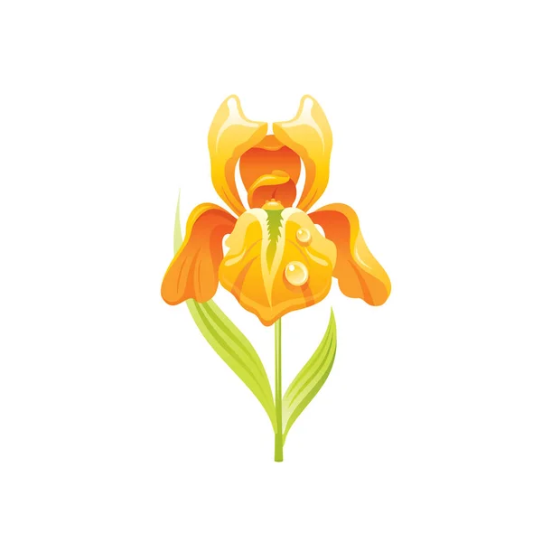 Irisblume Florales Symbol Realistische Karikatur Niedliche Pflanzenblüte Frühling Sommer Gartensymbol — Stockvektor