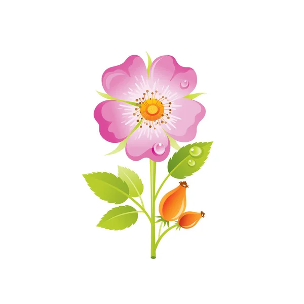 Flor Rosa Silvestre Icono Floral Rosa Realista Con Caricatura Bayas — Archivo Imágenes Vectoriales