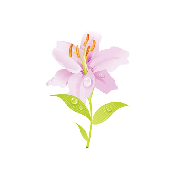 粉色百合花 花卉图标 现实的卡通可爱的植物花朵 夏天花园的象征 用于贺卡 T恤衫印花 装饰设计的矢量插图 因白人背景而被隔离 — 图库矢量图片