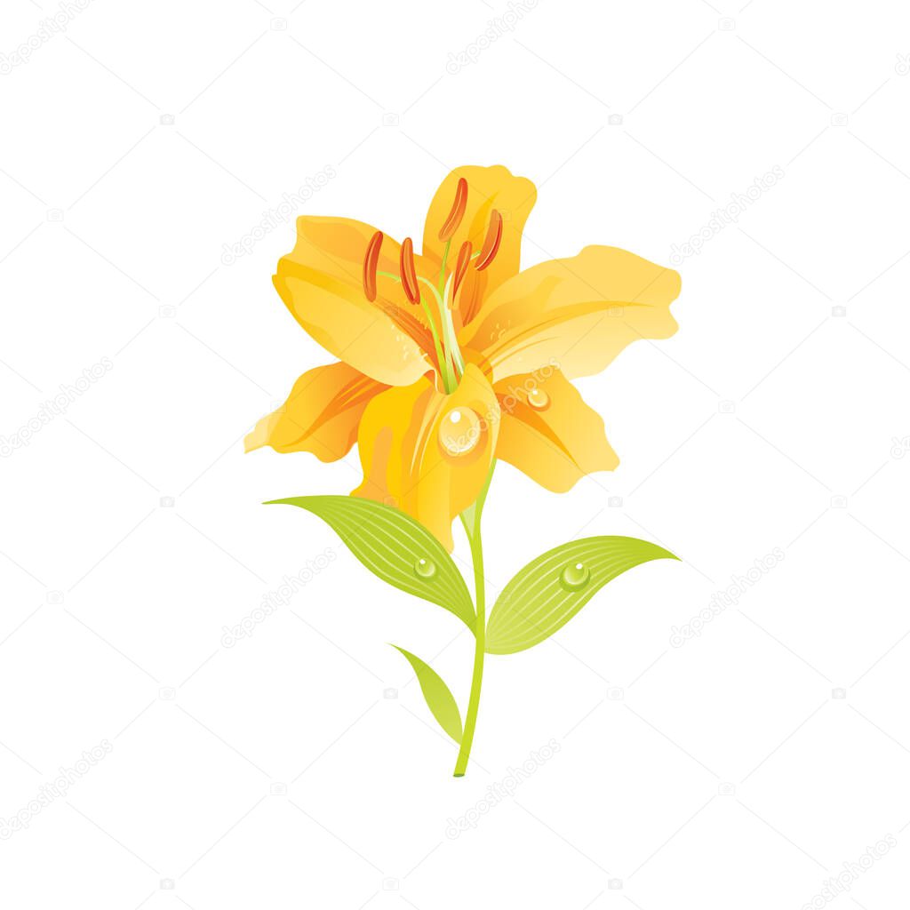 Lily flower, floral icon. Realistic cartoon cute plant blossom, spring, summer garden symbol. Vector illustration for greeting card, t shirt print, decoration design. Isolated on white background