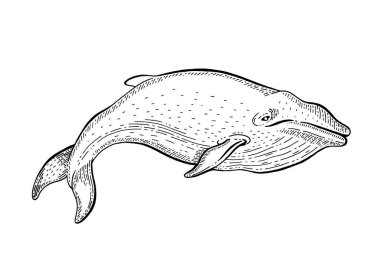 Balina çizimi, klasik vektör çizimi. Deniz hayvanı el çizimi sanat eseri. Mavi balina mürekkebi oymalı. Ocean life black gravür tasarımı gerçekçi retro dövme, baskı için. Kelime okyanusları gün simgesi