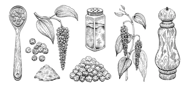 Zwarte Peper Vector Illustratie Peperkorenkruid Vintage Schets Met Plantenblad Molen — Stockvector