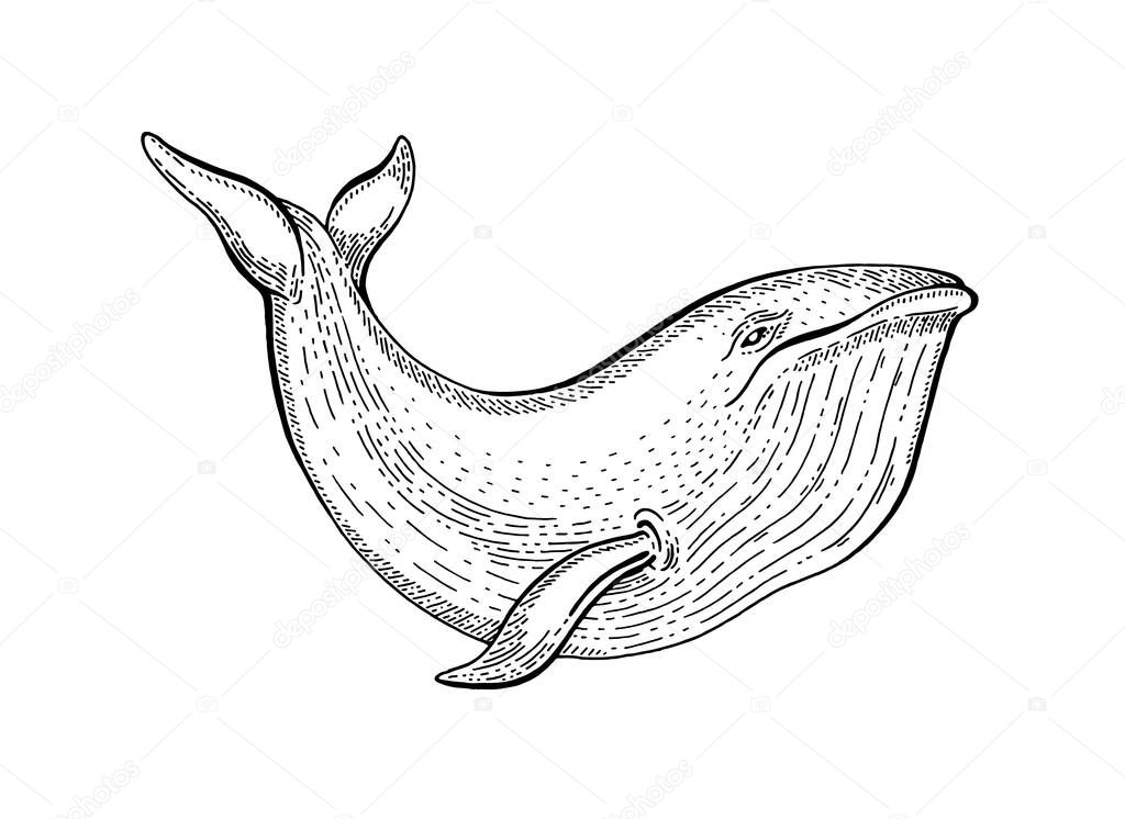 Whale sketch, vintage vector illustration. Sea animal hand drawn line art. Blue whale ink engraved drawing. Ocean life black engraving design for realistic retro tattoo, print. Word oceans day icon