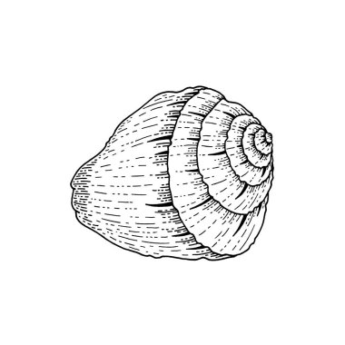 Kabuk vektörü. Deniz kabuğu çizimi çizimi. Deniz sahili klasik ikonu. Mürekkeple çizilmiş deniz kabuğu sanatı. Deniz yazı silueti. Beyaz arka planda izole edilmiş klasik tarzda oyulmuş bir okyanus hayvanı.