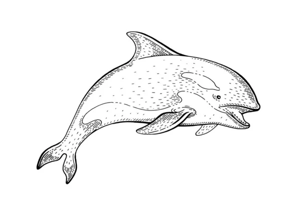 Orca Killer Whale Skizze Vintage Vektor Illustration Meerestier Handgezeichnete Linie — Stockvektor