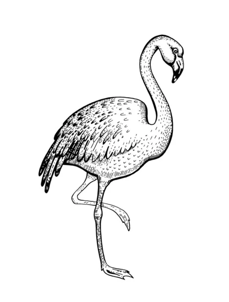 Flamingo Dibujo Aves Tropicales Ilustración Dibujada Mano Estilo Línea Negra — Vector de stock