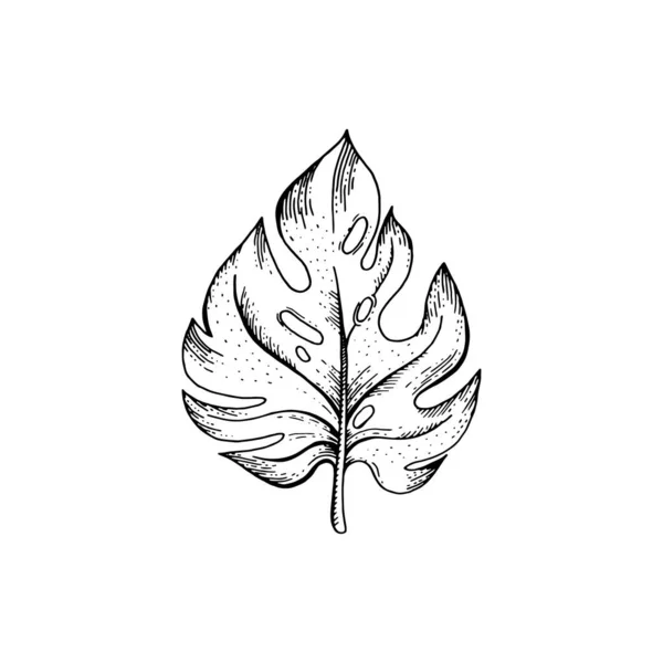 스타라 야자수를 스케치해 이국적 나뭇잎 아이콘이야 윤곽없는 현대의 실루엣 펜이나 — 스톡 벡터