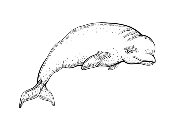 Beluga Whale Vektor Illustration Zeichnung Von Meerestierstreifen Meerwasser Polarwal Holzschnitt — Stockvektor