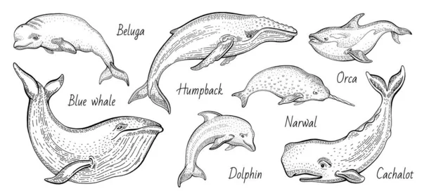 Conjunto Ilustrações Vetoriais Baleias Corcunda Baleia Azul Orca Narval Cachalote —  Vetores de Stock