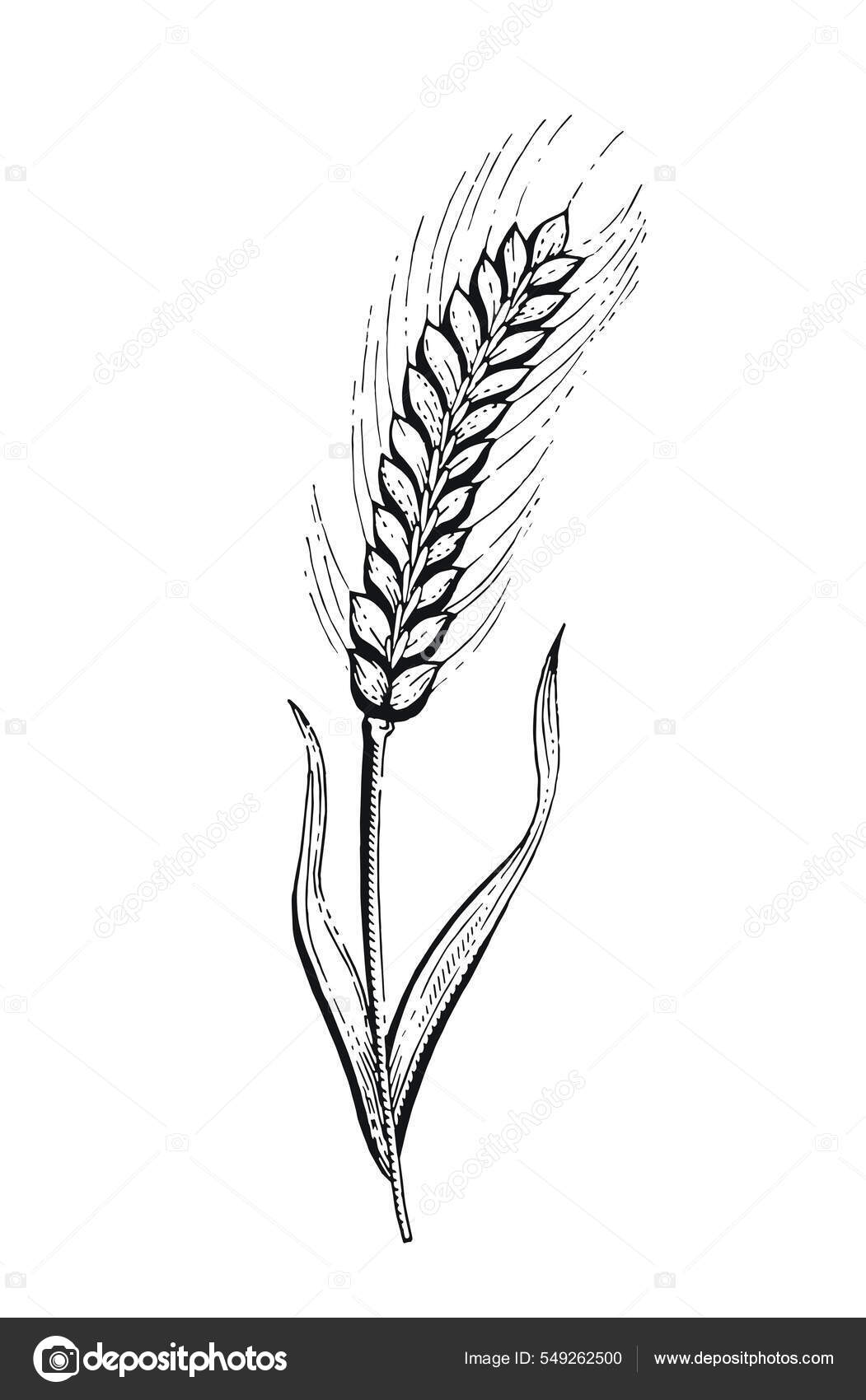 Vintage Wheat Sketch Vector & Photo (Free Trial) | Bigstock