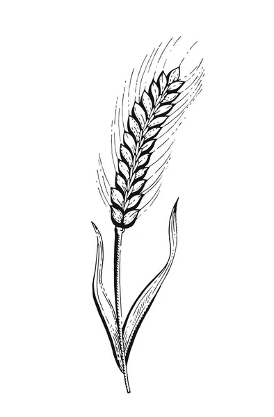 耳のスケッチ 大麦の耳のスキーなどのイラスト 穀物のライ麦のベクトル パンのドアの手のヴィンテージラインアートを描いた 穀物分離食品グラフィック 米オート麦小麦粉植物ベクトル図描画 — ストックベクタ
