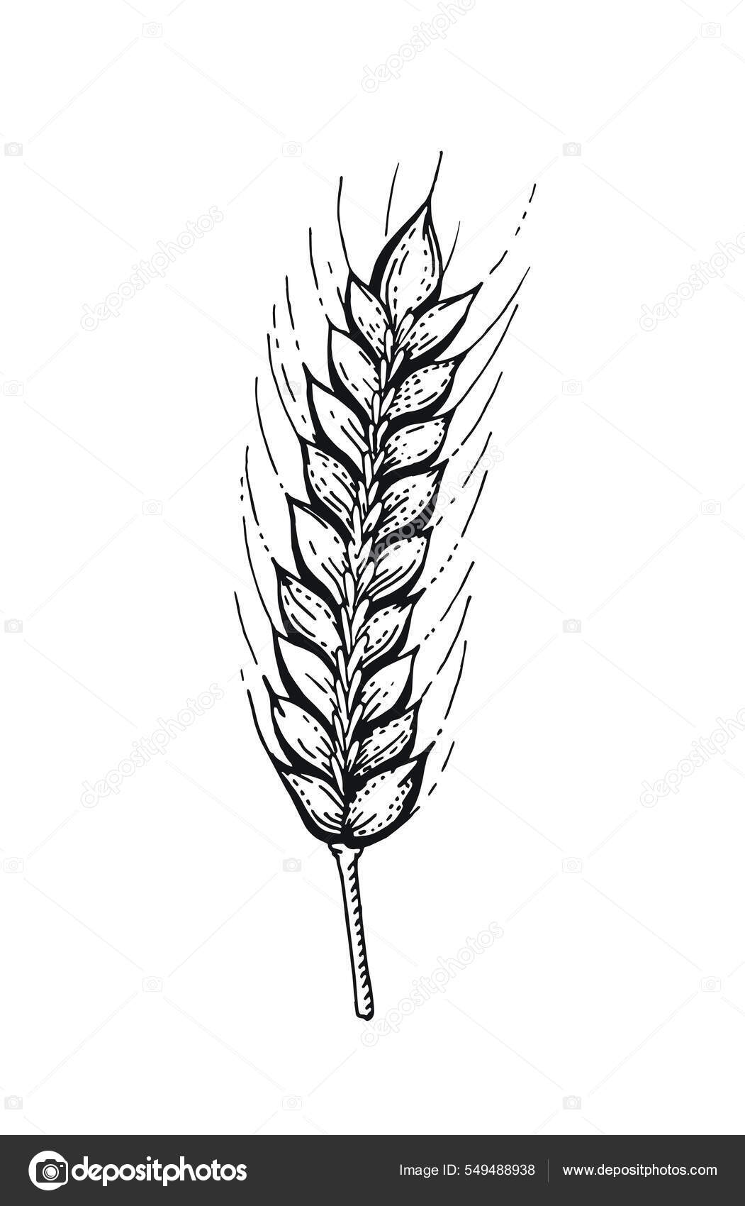 Sketch wheat grain rye and barley flour in sack Vector Image