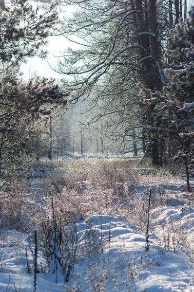 Zimowy Poranek Lesie Snowy Las Słoneczny Poranek Śnieżnym Lesie Rama — Zdjęcie stockowe
