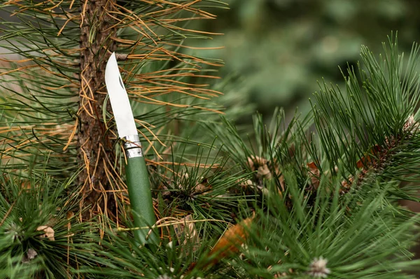 Folding knife with a green wooden handle. Knife lying on a spruce branch. The pocket knife lies on the tree.