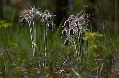 Ormanda bir buket orman çiçeği. Güzel orman çiçekleri. Doğada nadir bulunan çiçekler. Macro Pulsatilla ormanda patent alır. Ön görünüm.