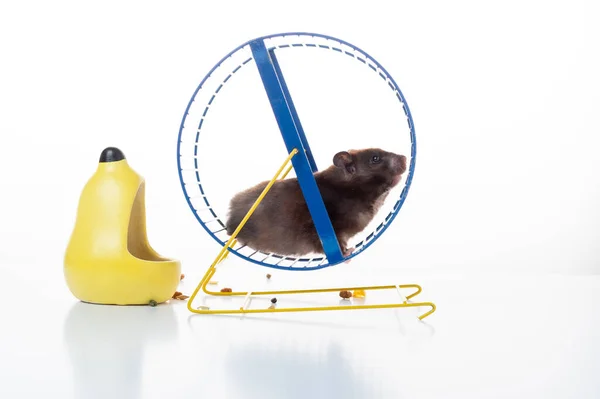 Hamster Laufen Auf Einem Rad Hamster Rad Auf Weißem Hintergrund — Stockfoto