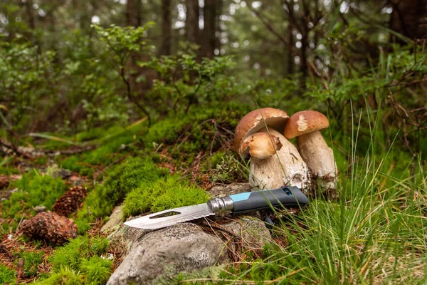 프랑스 호루라기를 휘둘렀지 캠핑용 나이프 버섯을 만드는 수있는 버섯들 버섯이요 — 스톡 사진