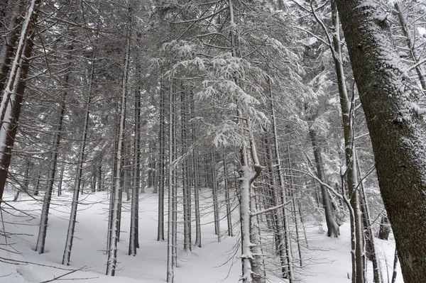 Árboles Cubiertos Nieve Bosque Patrón Dibujo Árboles Bosque Ritmo Ritmo — Foto de Stock