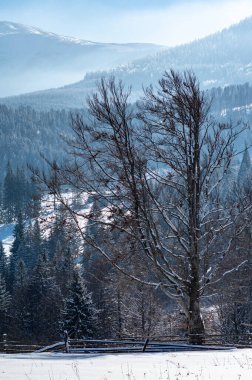 Kozalaklı dağların arka planındaki tek yaprak döken ağaç. Kış olmayan bir ağaç, dağların arka planında yapraklar oluşturur..