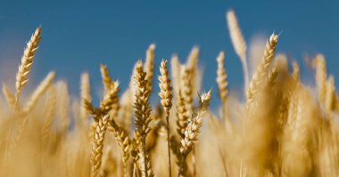 Olgunlaşmış tahıl, mavi gökyüzüne karşı sarı buğday ve çavdar..