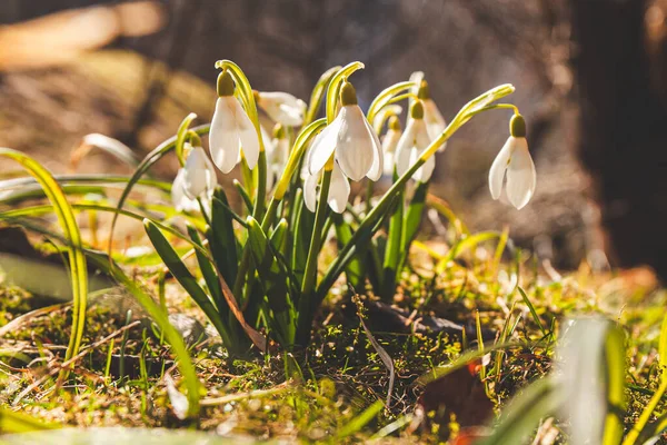 Güneşin Altında Bahar Karları Vahşi Bahar Çiçekleri — Stok fotoğraf
