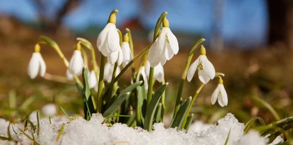 Снегопады Снегу Весенние Цветы Первоцветы — стоковое фото