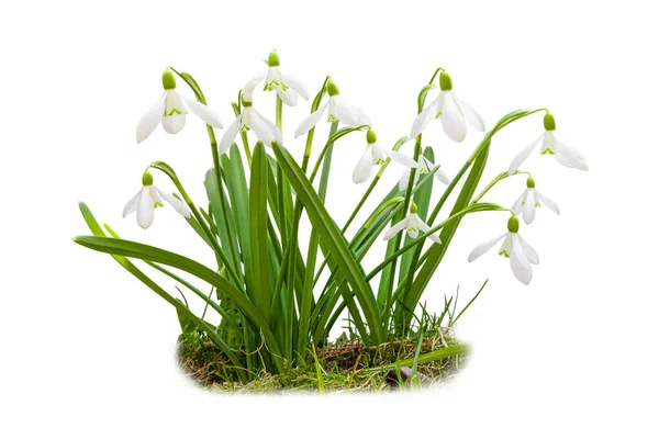 Gouttes Neige Printanières Isolées Sur Fond Blanc Avec Herbe Sol — Photo