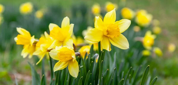 Yellow Daffodils Garden Spring Bloom — Stok fotoğraf