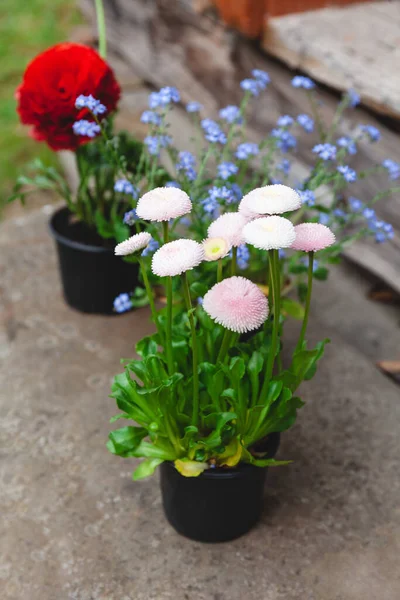 Pots Spring Flowers Backyard Vertical Decorative Plants — Stock Photo, Image