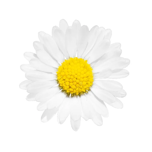 Chamomile Flower Isolated White Background Object Clipping Path Design — Zdjęcie stockowe