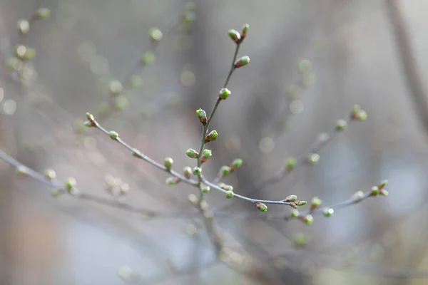 Zöld Rügyek Egy Kerti Ágon Természetes Tavaszi Háttér Elmosódott Bokeh — Stock Fotó