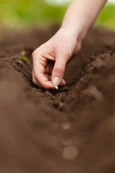 Spring Sowing Seeds Soil Growing Homemade Vegetables — Fotografie, imagine de stoc