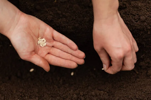 Eller toprağa tohum eker. Bahçede bahar çalışması.