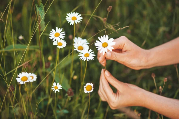 Çayırdan şifalı bitkiler topluyorum. Eller papatya çiçeği koparır..