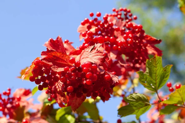 Rotes Reifes Viburnum Einem Strauch Zweig Der Bio Dill Rose — Stockfoto