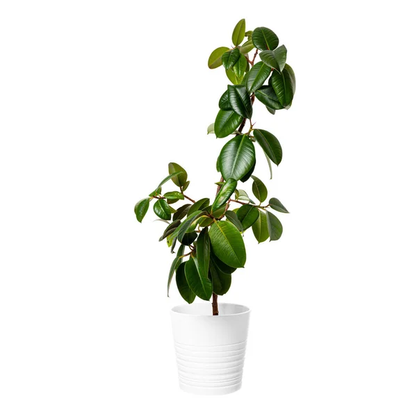Ficus Robusta Pot Isolated White Background Home Plant Beautiful Modern — Foto de Stock