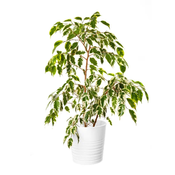 Ficus Benjamina Pot Isolated White Background Variegated Home Tree Modern —  Fotos de Stock