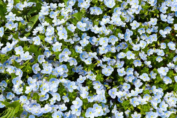 Blue Wild Flowers Close Design Greeting Card Wallpaper Decoration — Stock fotografie
