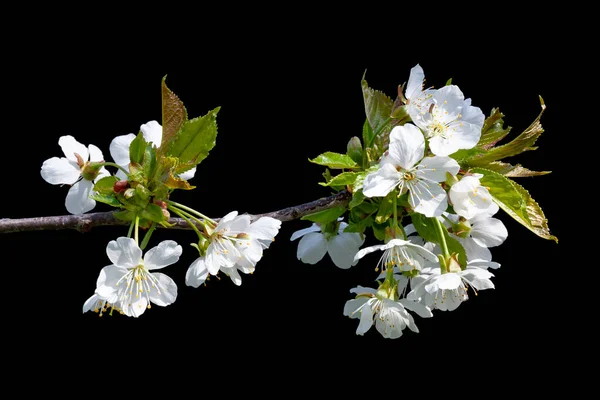 Flowering Tree Branch Isolated Black Background — Photo