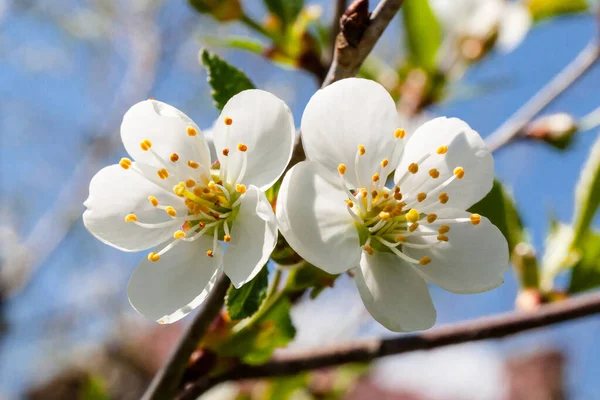 White Fruit Tree Flower Blue Sky Close — Photo