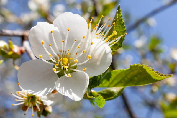 Baharda Kiraz Bahçede Beyaz Bir Çiçeğin Yakın Çekimi — Stok fotoğraf