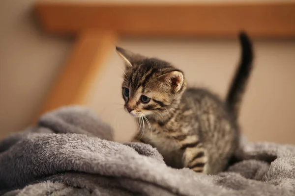 Lindo Gatito Cama Cuidado Mascotas Mascotas Del Refugio Para Animales — Foto de Stock